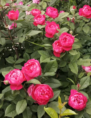 Розы в саду - 75 фото