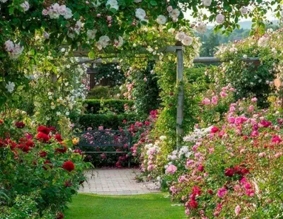 Английские розы объединяют лучшие качества старинных и современных сортов -  Ведомости
