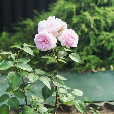 Главные шаги по выращиванию здоровых красивых роз осенью 2021 г. › Статьи ›  47новостей из Ленинградской области