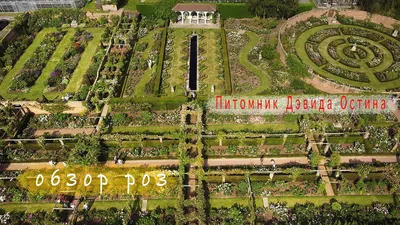 Английские розы Дэвида Остина David (Austins Renaissance Garden) | Роза  английская