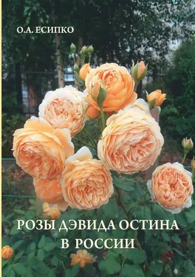 Посадка и уход за розами. Рекомендации Дэвида Остина (David Austin Roses) -  Питомник декоративных растений \"Парковые Розы\"