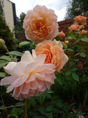 English roses, Spirit of freedom, David Austin Roses, Английские розы,  Спирит оф Фридом, Розы Дэвида Остина | Английская роза, Розы, Остин