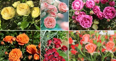 Розы спрей: характеристика спрей роз - АгроМаркет24