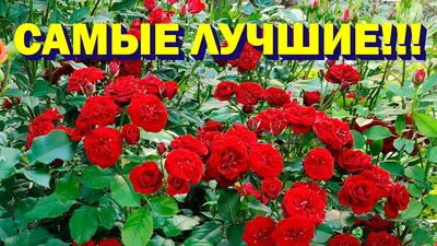 Роза спрей Лавли Лидия (туба а/ф Сибирский сад) купить за 450 р. в садовом  центре АСТ Медовое