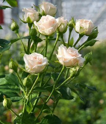 Мои бордюрные спрей розы, выбираем! Как ухаживать за розами, когда  обрабатывать фунгицидами? - YouTube
