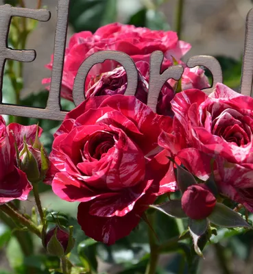 Розы в саду розовые много спрей. Плантация росес пиона английского сада  Стоковое Фото - изображение насчитывающей бутика, цветок: 210487520
