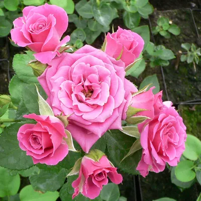 Набор спрей роз №1 — Зеленый Сад - Уральский плодопитомник
