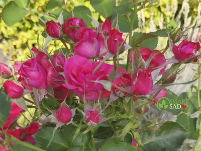 Саженцы роз: Роза спрей Пинк Флэш Pink Flash