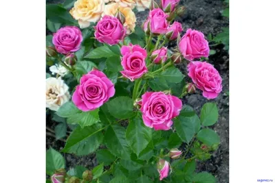 Пурпурный спирей, роза миниатюрная, купить саженцы роз, сорта, Дивосад™