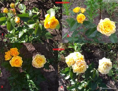 Купить Роза спрей «Сафина» («Safina») – Садовый центр «Ландшафт»