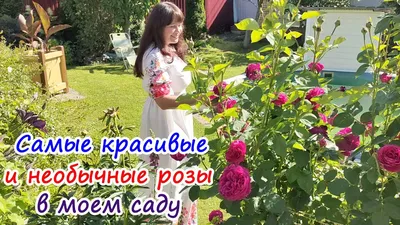 Роза в саду🌹 | Розы, Цветы, Сад