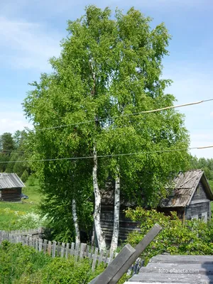 Русская береза стоковое фото. изображение насчитывающей трава - 93101660