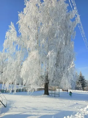 Русская березка в поле