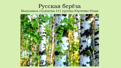 Подробное описание — русская береза