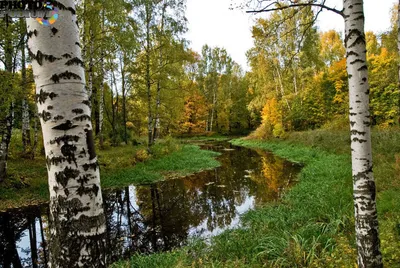 Береза и ветки березы. Национальное российское дерево. Русская береза. Фон  березы на голубом небе. Ветви сухой природы дерева Стоковое Изображение -  изображение насчитывающей цветы, вал: 181512195