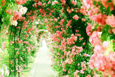Сад красных роз стоковое фото. изображение насчитывающей цвет - 36447010