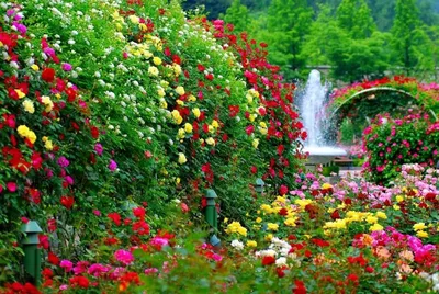 Сад роз 🌺Roseraie на вилле Р, …» — создано в Шедевруме