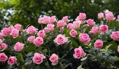 Сад из роз фото фотографии