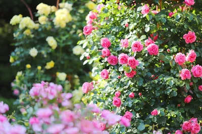Сад красных роз стоковое фото. изображение насчитывающей розы - 41018946