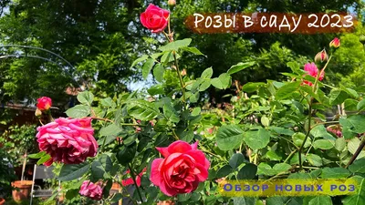Сад роз в Берне — подробное описание, адрес и фото