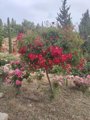 Украшаем сад розами - Бізнес новини Полтави
