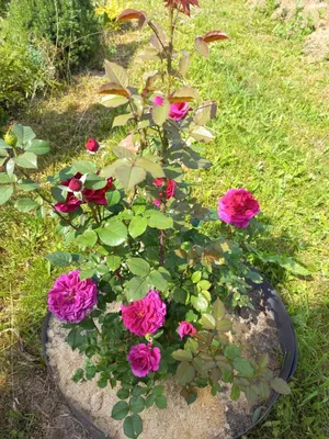 Сад роз