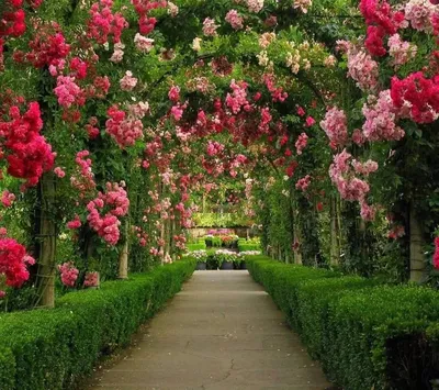 Красивые розы в саду (69 фото) - 69 фото