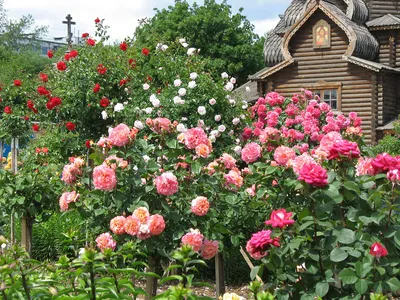 В саду | Сад, Розы