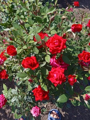 ФОТО: В Музее природы зацвел «Сад роз» / Статья