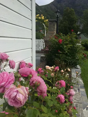Сад роз Rosengarten, Eltville am Rhein, Германия - «Приехали сюда в  неудачное время- башня закрыта конструкциями и розы уже не свежие» | отзывы