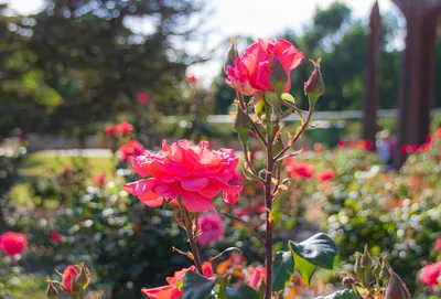 Красивые цветы красной розы в цветущий сад Блум цветка красной розы на фоне  нечетких красных роз в саду роз Стоковое Изображение - изображение  насчитывающей макрос, торжество: 169156817