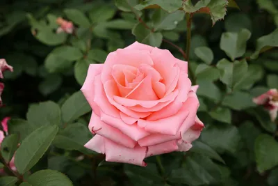 Сад роз, в стиле прерафаэлитов» — создано в Шедевруме