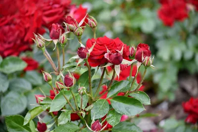 Огромный сад роз, детализация, …» — создано в Шедевруме
