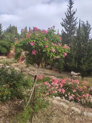Сад роз стоковое изображение. изображение насчитывающей розы - 153522513