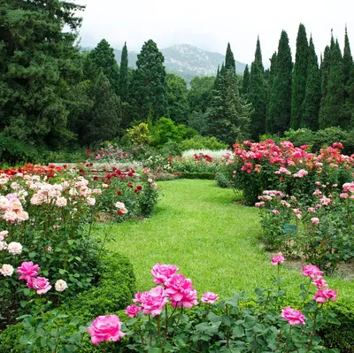 Сад роз, реалистично, высокое …» — создано в Шедевруме