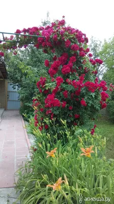 Бесплатное изображение: цветочный сад, розы, природа, флора, цветок, лист,  завод, роза, сад, кустарник