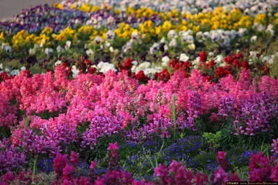 Сад из роз - 74 фото