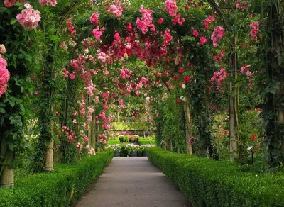 Сад красных роз стоковое изображение. изображение насчитывающей цветок -  123048677