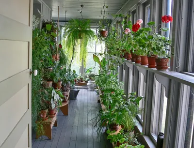 Зимний сад дома на маленьком балконе