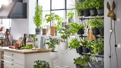 Городское садоводство: как устроить сад на балконе и что посадить летом
