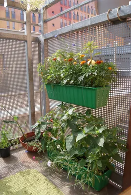 Создайте идеальный летний сад на балконе | SPADOK.ORG.UA