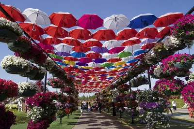 Самый большой в мире природный парк цветов: “Dubai Miracle Garden” -  Amusement Logic