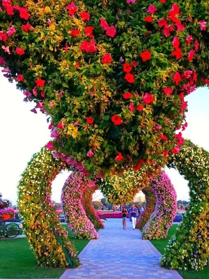 Dubai Miracle Garden (\"Чудо-Сад\" в Дубае) | Ландшафтный дизайн садов и  парков