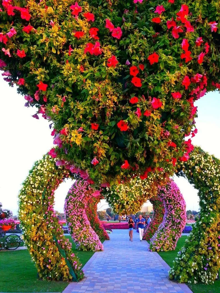 Есть на свете чудо сад. Фловерс Гарден Дубай. Цветочный парк Дубай Miracle Garden. Сад чудес в Дубае. Красивые растения.