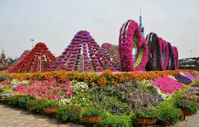 Dubai Miracle Garden - Парк цветов в Дубае, ОАЭ | Туристино