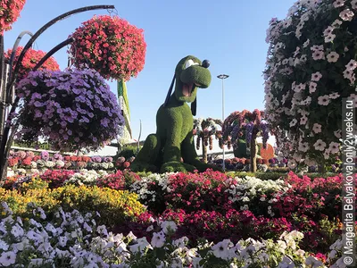 Dubai Miracle Garden (\"Чудо-Сад\" в Дубае) | Ландшафтный дизайн садов и  парков