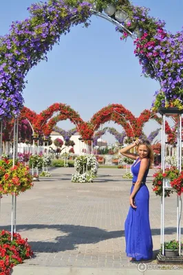 Самый большой в мире природный парк цветов: “Dubai Miracle Garden” -  Amusement Logic