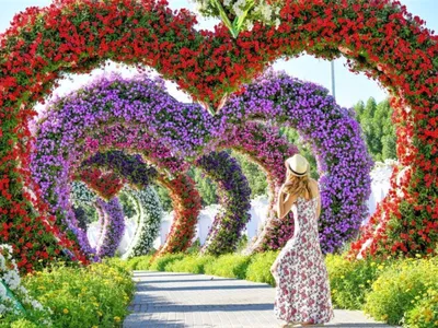 Отзыв о Парк цветов Miracle Garden (ОАЭ, Дубаи) | красиво, но особо не  впечатляет