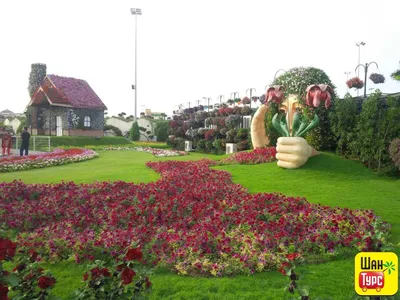 Dubai Miracle Garden, Дубай, ОАЭ - «САМОЛЁТ А380 ИЗ ЦВЕТОВ... Гигантский  медведь... Цветочный дом... Сад в сердце пустыни... Круто, конечно, но  больше для тех, кто редко путешествует и мало где бывает. » | отзывы