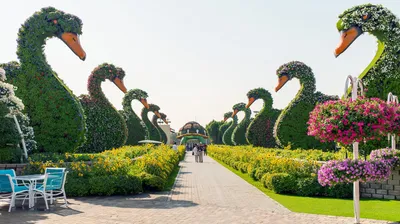 Билет в чудо сад (парк цветов) Miracle Garden 🧭 цена экскурсии $26, 3  отзыва, расписание экскурсий в Дубае